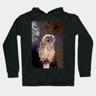 Tawny owl Hoodie
